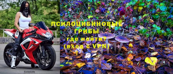 стаф Алзамай