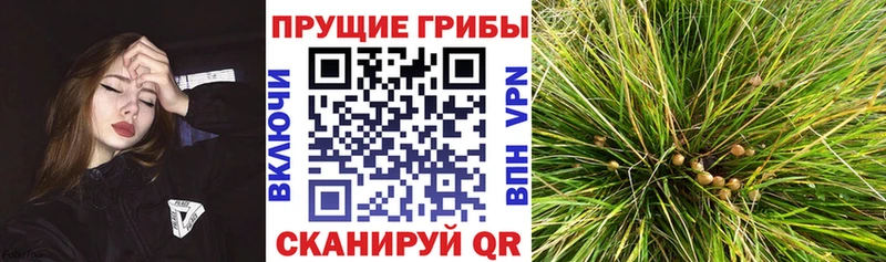 Псилоцибиновые грибы MAGIC MUSHROOMS Бронницы